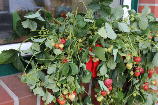 Topferdbeeren Jungpflanzen