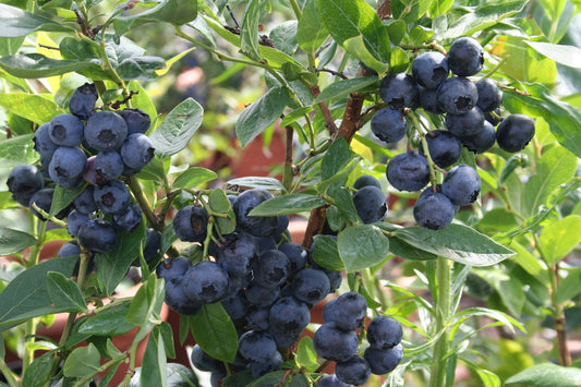 Northern Highbush blueberry young plants
