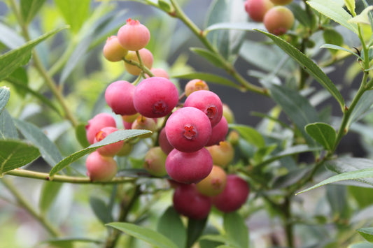 Special Blueberry Young Plants