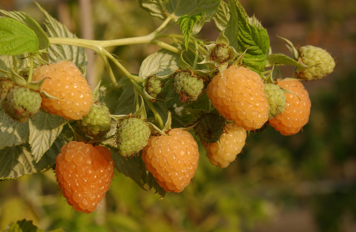 Wild Yellow Raspberries