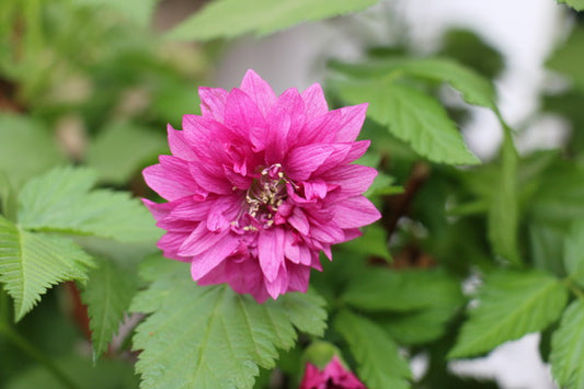 Ornamental Raspberry Young Plants