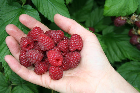 Primeberry® Raspberry Young Plants
