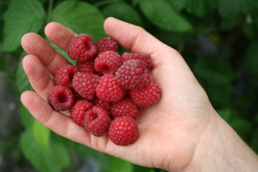 Floricane Raspberry Young Plants