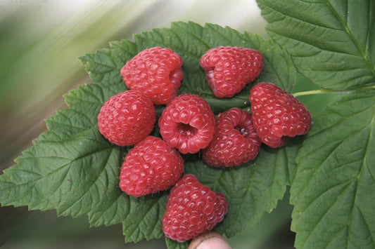 Twotimer® Raspberry Young Plants