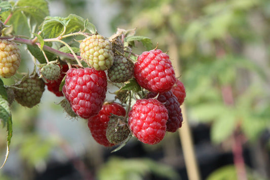 Himbeeren Jungpflanzen