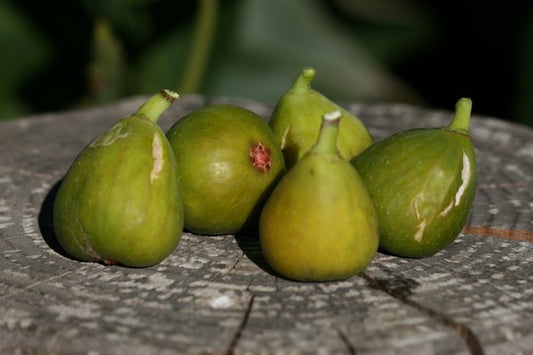 Summer Figs Young Plants