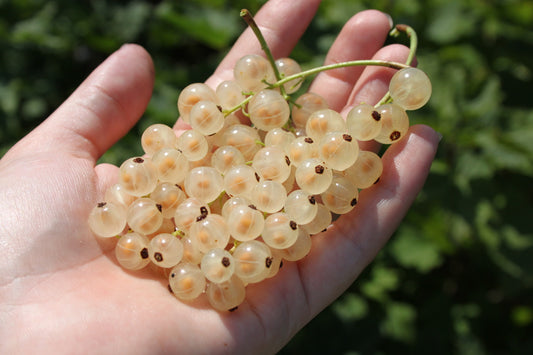 White Currant Young Plants