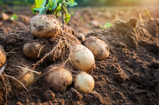 Solanasana® Potato Young Plants