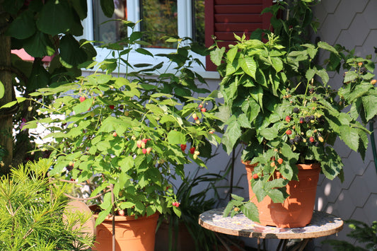 Lowberry®-Himbeeren Jungpflanzen