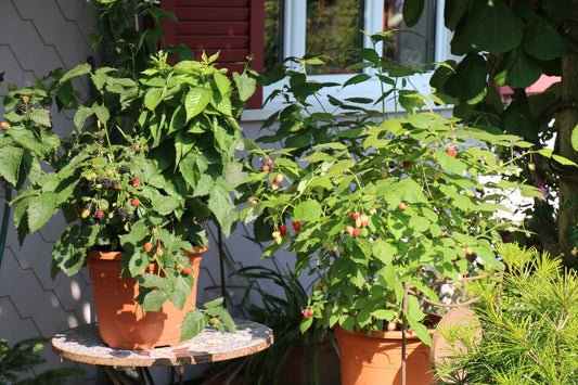 Lowberry® Blackberry Young Plants
