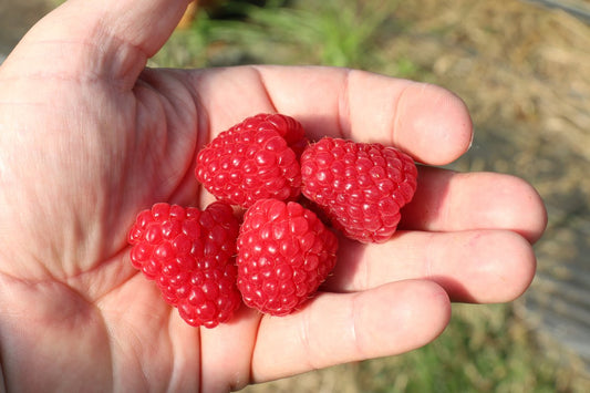 Chef® Raspberry Young Plants