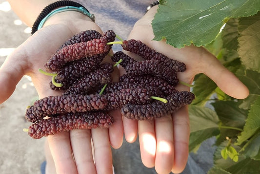 Bombyx® Mulberry Young Plants