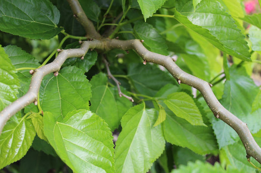 Once-bearing Mulberry Young Plants