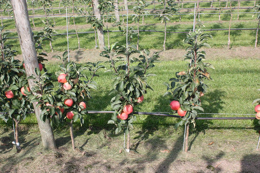 Maloni® Dwarf Apple Tree Young Plants