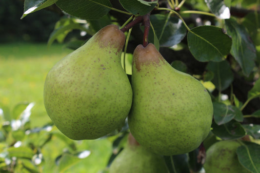 Pironi® Dwarf Pear Tree Young Plants