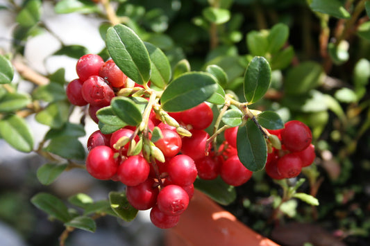 Preiselbeeren Jungpflanzen