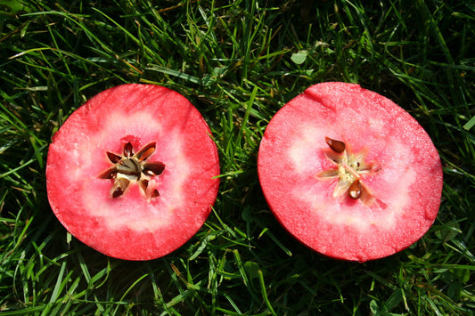 Fruit Tree Young Plants