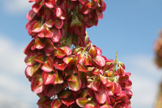 BloomBarber® Rhubarb Young Plants