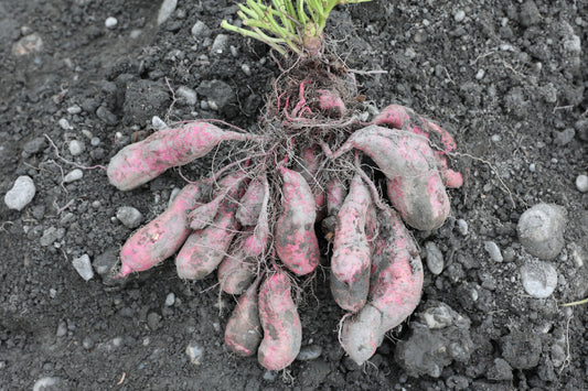 Fruits of the Roots® Vegetables Young Plants