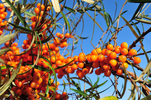 Sea buckthorn Young Plants