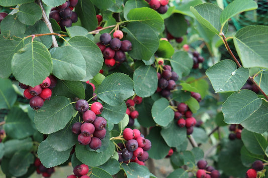 Saskatoonberry Young Plants