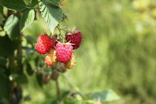 Schlaraffia® Raspberry Young Plants