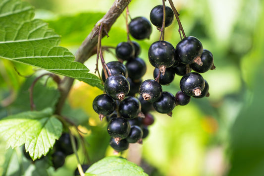 Black Currant Young Plants