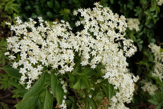 Elderberry Young Plants