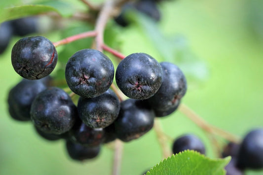 Black Chokeberry Young Plants
