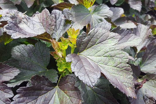 Special Currant Young Plants