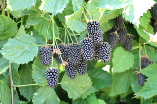 Traditional Blackberry Young Plants