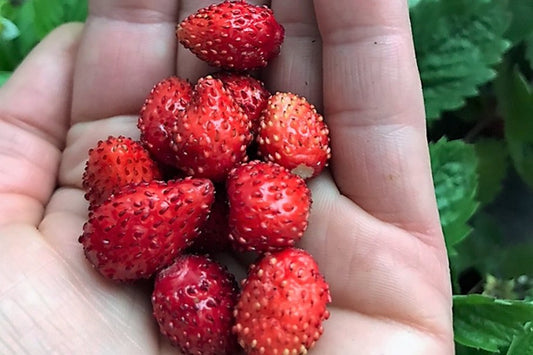 Walderdbeeren Jungpflanzen