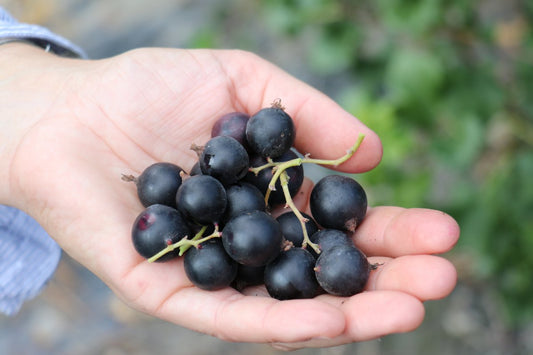 Jostabeeren Jungpflanzen