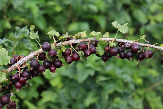 Confi® Jostaberry Young Plants