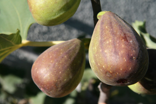 Fig Young Plants