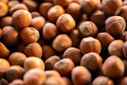 Hazelnut Young Plants