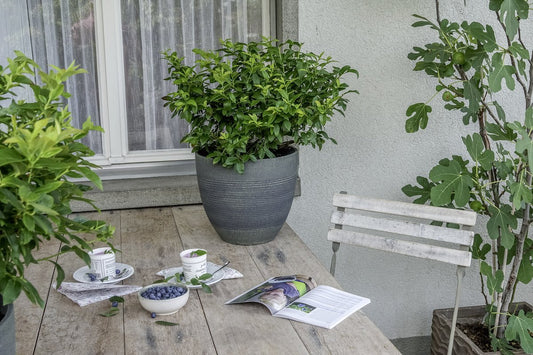Lowberry® Blueberry Young Plants