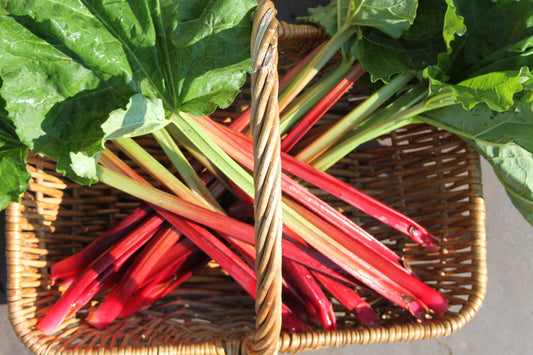 Rhubarb 'Canada Red' young plants