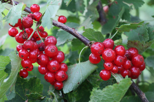 Red Currant Young Plants