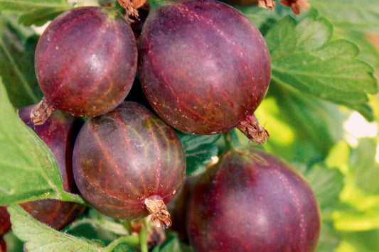 Stachelbeeren Jungpflanzen