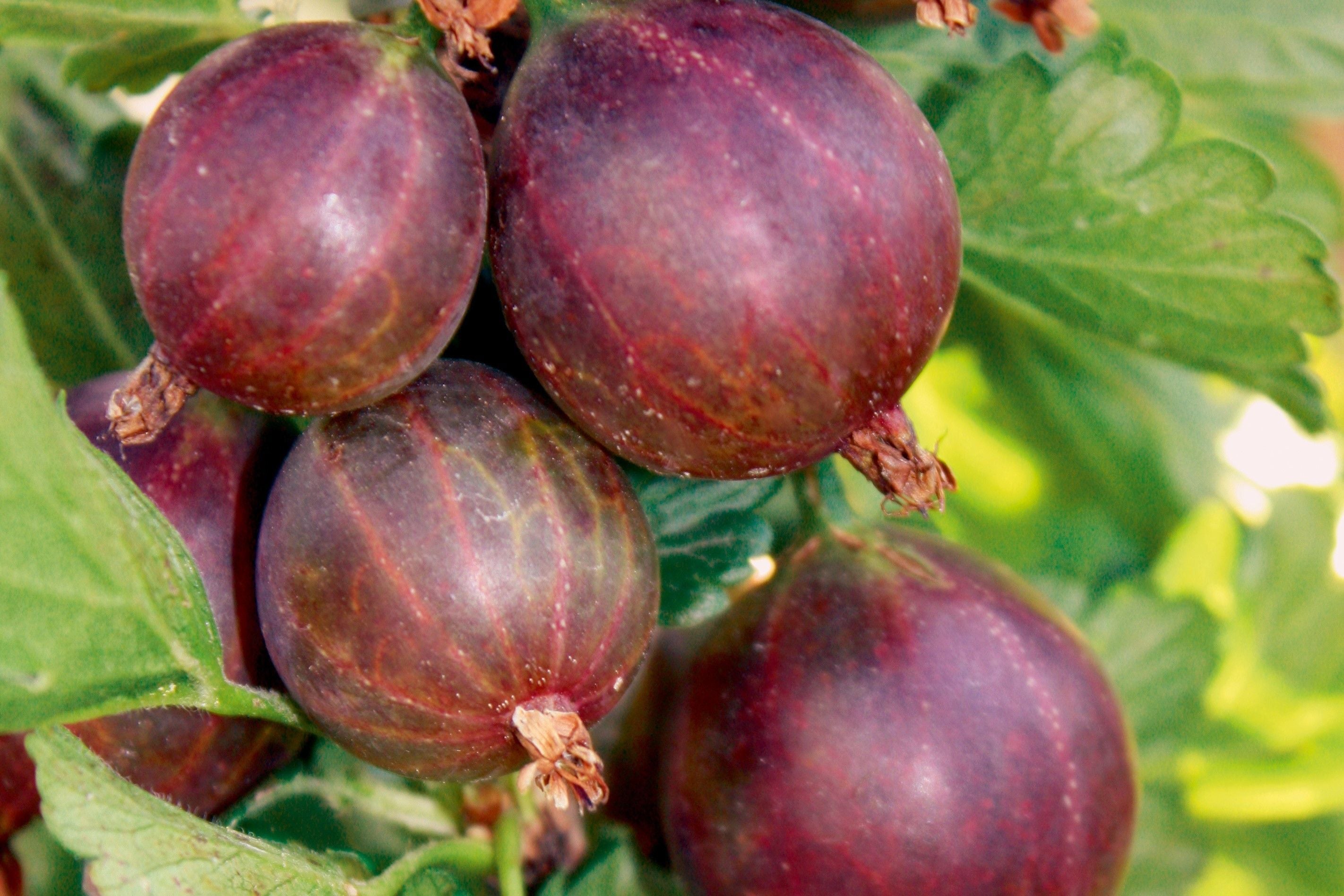 Easycrisp® Gooseberry Young Plants