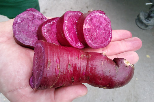 Sugaroot® Sweet Potato Young Plants