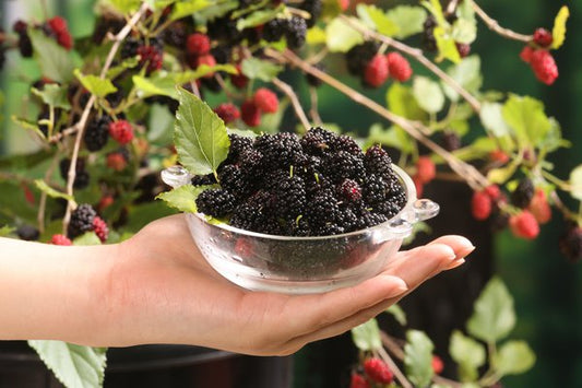Mulberry Young Plants