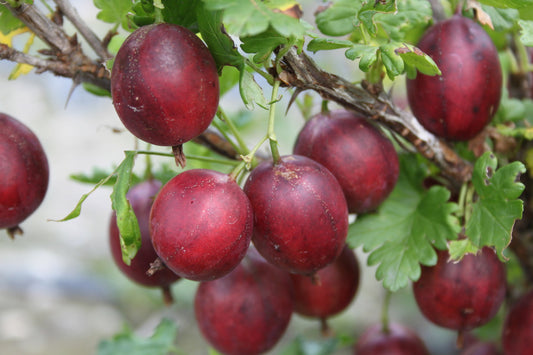 Crispa® Gooseberry Young Plants