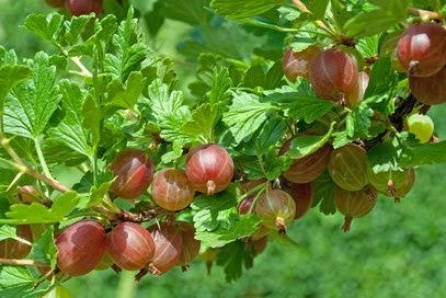 Classic Gooseberry Young Plants