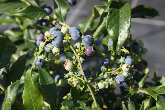 Twotimer® Blueberry Young Plants