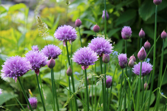 Everveg® Young Plants