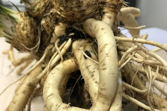Horseradish Young Plants