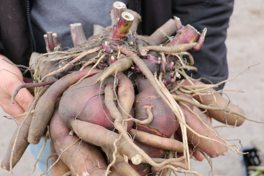 Yacon Young Plants