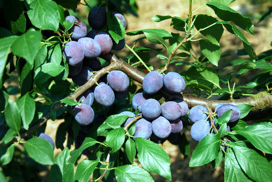 Pogauner Young Plants